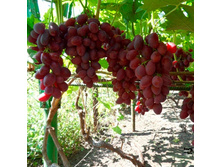 �����, ����� ������, ��������, 160 ��� (�������� 1 ��)