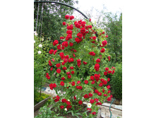 ������� ��� 160� 1��.jpg