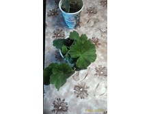 ���� ����������� ��������