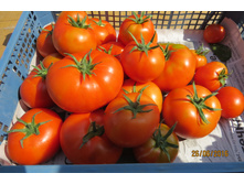 ������ ����, �����������