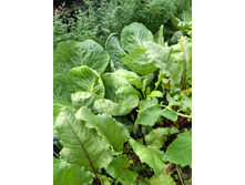 IMG 20180331 101024892.jpg