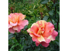 ������ ����, ����, ��������, 150 ��� (�������� 1��).jpg