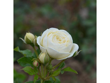 �������, ����, ��������, 150 ��� (�������� 3 ��).jpg