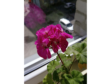 IMG 20180423 104817.jpg