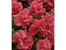 ��� ������. 50 �