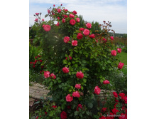 ����� 89 110� 6��.jpg