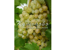 �������� �������� "��������"  294�