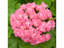 ���������� ���������� �������