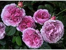 �������� ��� 110� 3��.jpg