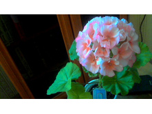 ���������� Something Special