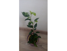 ��������� ����� �� �� ��� �����