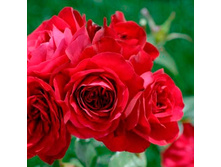 ��������, ���������, ��������, 150 ��� (�������� 1��).jpg