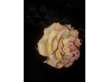 ������� ��� ����� 150 �