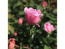 �������� �����, �����-���������, ��������, 150 ��� (�������� 6 ��)