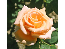 ���� ������� ���� ����  �2  300�