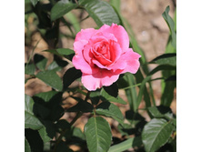 �������, �����-���������, ��������, 150 ��� (�������� 6 ��)