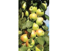 ������ ������������� ���� �������  �4  500�