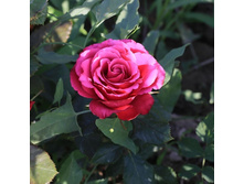 �������� �����, ����, ��������, 150 ��� (�������� 1��)