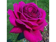 ������� 110� 1��.jpg