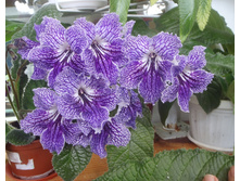 �������� �����.JPG