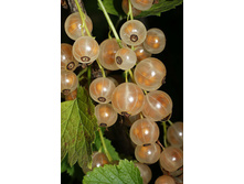 ��������� ����� "����� �����������"  235�