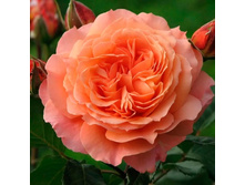 ����������, �����, ��������, 150 ���, (�������� 1 ��).jpg