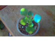 �������� �������������