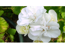 ���������� ��������, �����