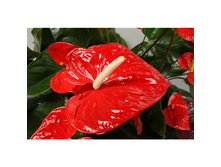 �������� ��������� ������