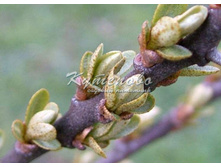 �������� "����"�2 327�