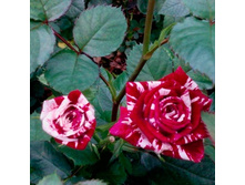 ������� � �������, �����, ��������, 150 ��� (�������� 2 ��).jpg