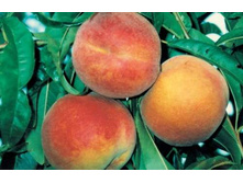 ������� ������ �4 677�