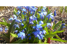 ������ ���������.