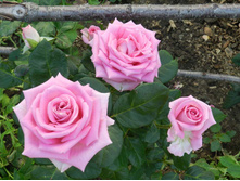 ���� 110� 3��.jpg