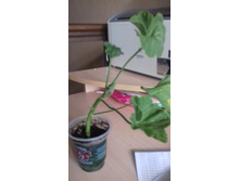 Apple blossom Rozenbud