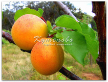 ������� "�������"  �4  545�