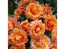 ��� ��� �� Easy Does It