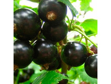 ��������� ������ ���� �������, 160��� (�������� 8��).jpg