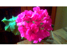 ���������� Toscana katarina(������)