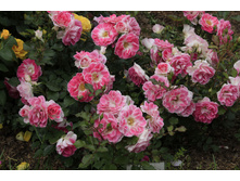 ���������� 110� 6��.jpg