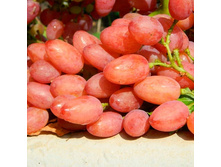 �������� ��������, ������, 160 ��� (�������� 1 ��).jpg