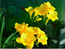 ������ �������� ������, � �������� 8 ��, ���� 85 ������.jpg