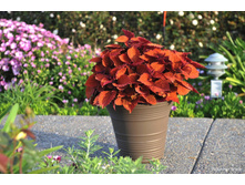 Main street Wall street