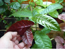 P1130802.JPG