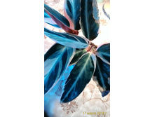 ��������� ��������