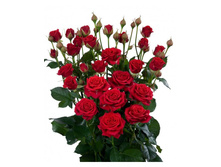 �������� ����� (SPRAY MIRABEL).jpg