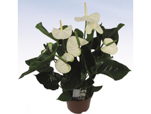 �������� ����� ����-  �� 800 ���.