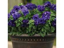 ���� ������ ��� 50 �