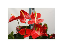 �������� ���������  ������ - 800 ���.