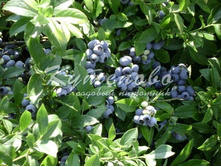 ��� ���� �2 322�